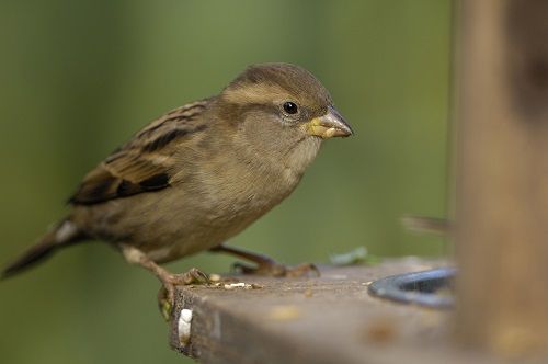 See a variety of birds at Hestercombe Gardens near Taunton in Somerset.