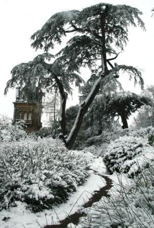 The Big Cedar looks fab against a snowy sky